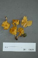 Cantharellus appalachiensis image